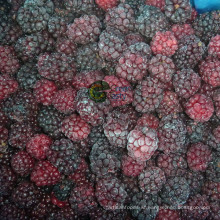 IQF Frozen Blackberry Fruit for Sale